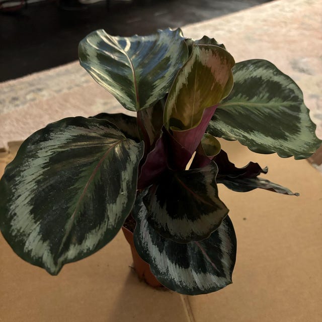 Calathea Shine Star: Live Indoor Houseplant  Easy Care Tropical Starter  Plant, Low Light Decorative Foliage for Beginners - Etsy
