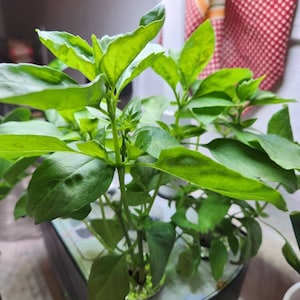 Bao a ajouté une photo de son achat
