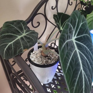 Gwen added a photo of their purchase