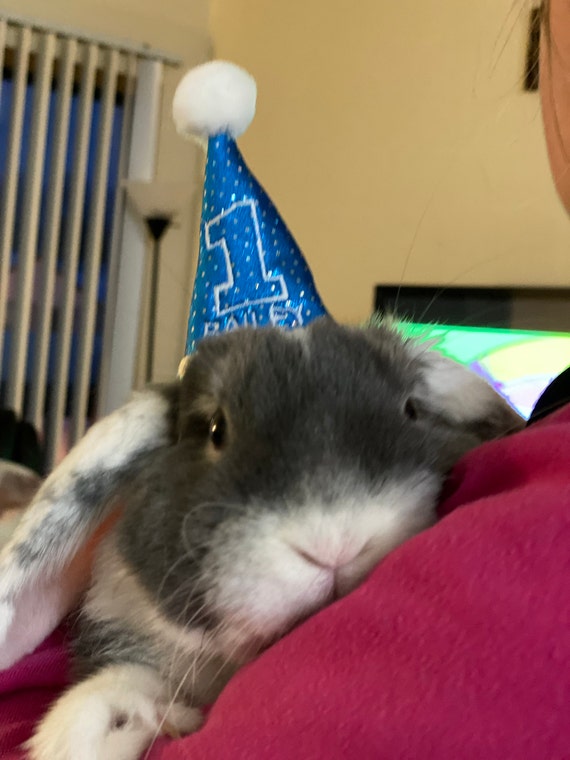 Customer photo of a pet with the First Birthday hat and matching tie or bow