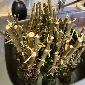 Alex ha añadido una foto de su compra