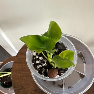 Landrea ha aggiunto una foto del proprio acquisto