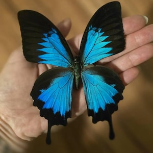 Comprador de Etsy ha añadido una foto de su compra