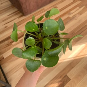 Brittany added a photo of their purchase
