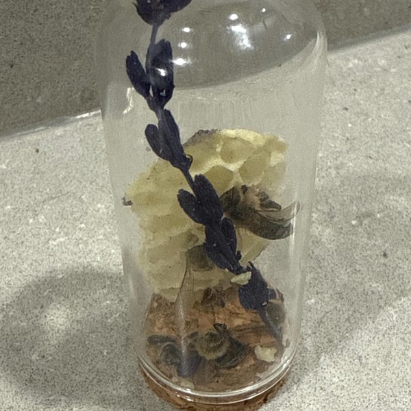Real Honeycomb and Preserved Bees in Glass Dome | Handmade Natural Bee ...