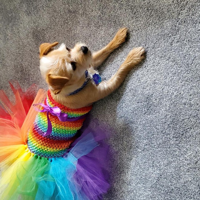 Rainbow Dog Tutu Rainbow Pet Tutu Rainbow Dog Dress Rainbow Dress Halloween Costume for Dogs Rainbow Party Rainbow Dog Etsy Canada