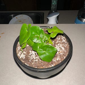 Tasha ha aggiunto una foto del proprio acquisto