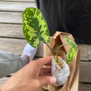 Buy Alocasia Hilo Beauty (Upright Elephant Ear) | Tasc