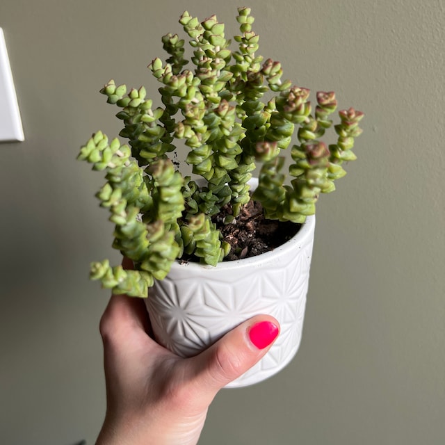 2", 4", 6 Pot of Crassula Tom Thumb Succulent Plant - Etsy