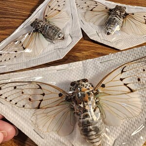 Real Ghost Cicada – Ayuthia Spectabilis – Authentic A1 Quality