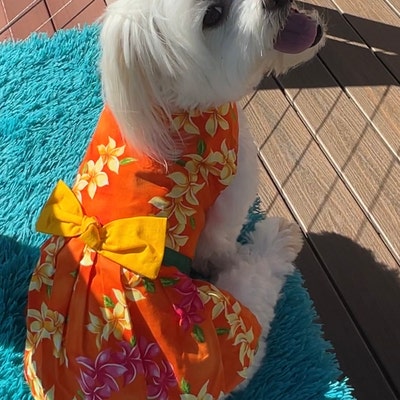 Sky Blue Tiare Flower Hawaiian Dog Dress