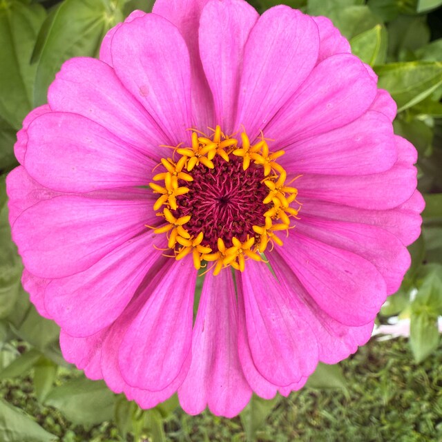 Blushing Bride Zinnia Seeds: Pastel Mix, Peony Type - Etsy