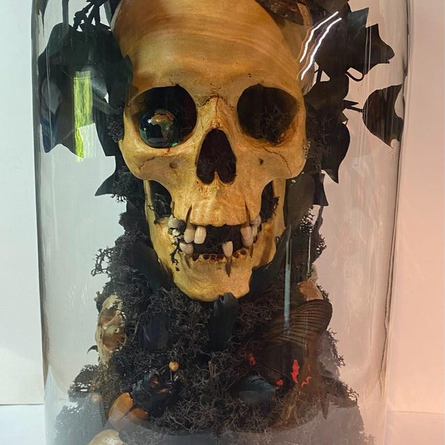 Light Skull – Human Skull Replica – Life Size Anatomical Skull