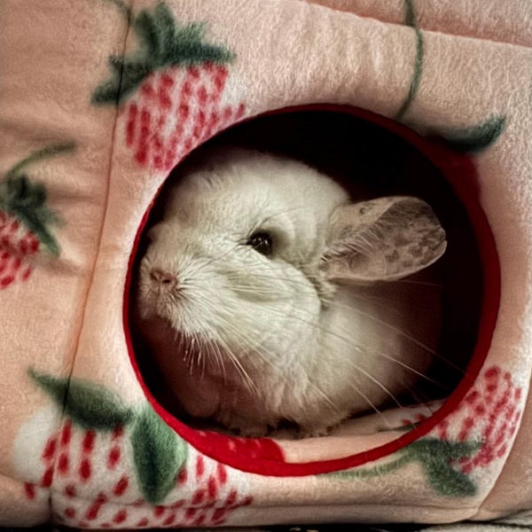 Curated Mexican Patterned Fleece For Guinea Pig Sleeping Areas Gallery View 41