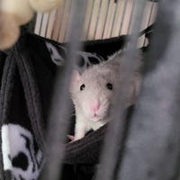 Pet Rope Set for Cage, Rat Toy, Cage Accessories, Rats, Hamsters ...
