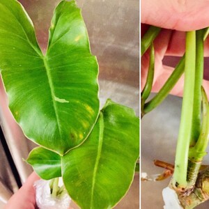 alex igo added a photo of their purchase