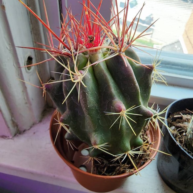 10 graines Ferocactus gracilis (baril de feu, fire barrel)