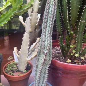 Mary added a photo of their purchase