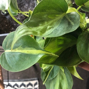 aisles added a photo of their purchase