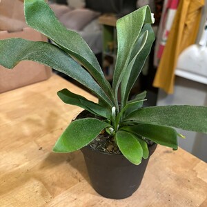 Becca added a photo of their purchase