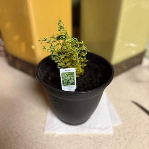Carol added a photo of their purchase