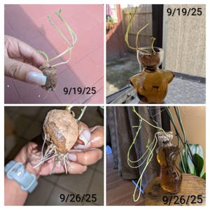 Meli added a photo of their purchase