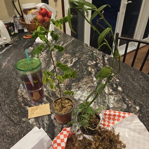 christin ha añadido una foto de su compra