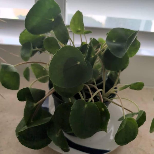 Baby Pilea Peperomioides, Pianta Portafortuna Cinese (Albero Dei Soldi), Altezza 15 Cm, Purificante E Facile Da Curare