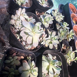 Sir added a photo of their purchase