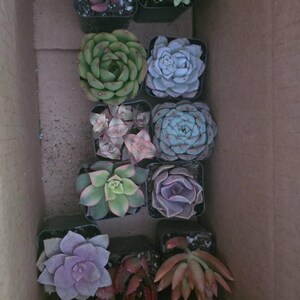 Colorful Succulents Variety Pack - 2