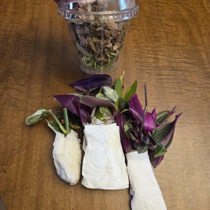 Susan added a photo of their purchase