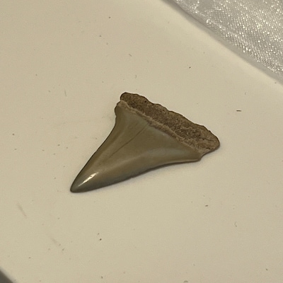 Broken Megalodon Shark Teeth, Real Fossil Sharks Tooth, Unique Arts and