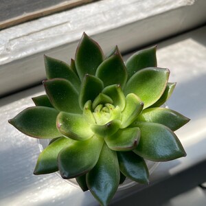 Frank added a photo of their purchase