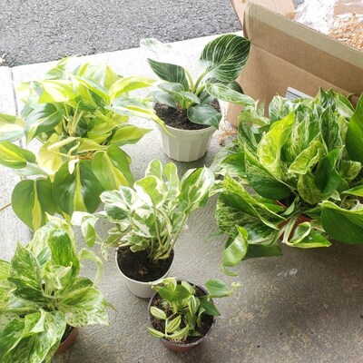 Philodendron Florida Green Beauty · Bumble Plants