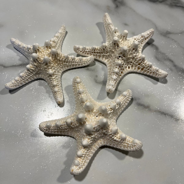 Small Knobby Starfish 3