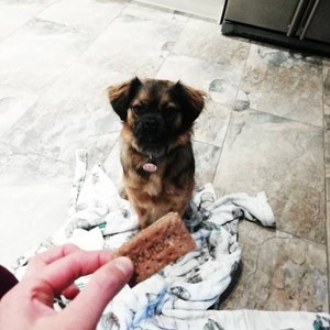 can dogs eat custard creams