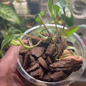 Chad added a photo of their purchase