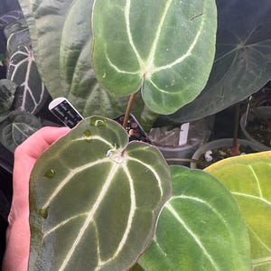 Mason さんが購入した商品の写真を追加しました