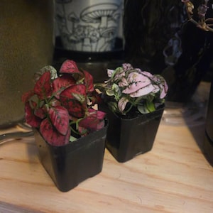 Christina added a photo of their purchase