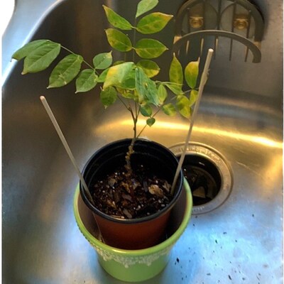 Barred Owl Nesting Box With Solar Powered PIR Wifi Camera Opossum