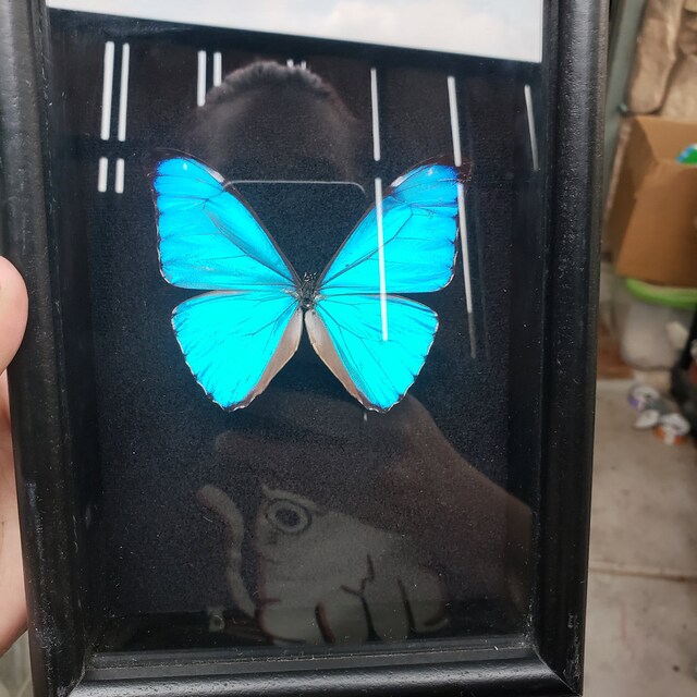 Morpho Aurora Blue Butterfly Peru - Etsy