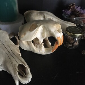 Beaver Skull, Real Bone, Natural - Etsy