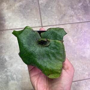 Pongrapee a ajouté une photo de son achat