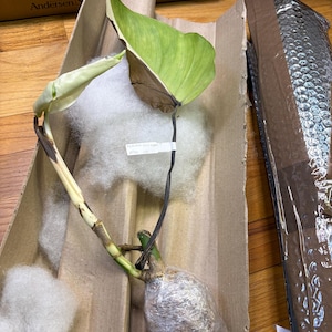 J hat ein Foto des gekauften Artikels hinzugefügt