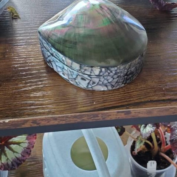 X-large Precious Wentletrap 1.75-2.25