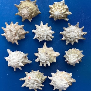 Astraea Calcar ~ Spurred Turban Shells 3/4