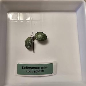 Hoya Kalimantan Mini Coin Splash - NOT Rooted Cutting - Etsy