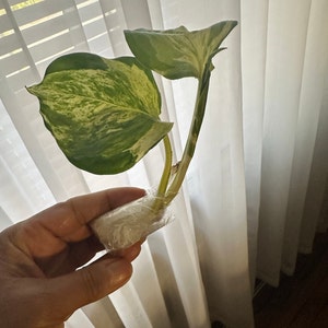 Lisa added a photo of their purchase