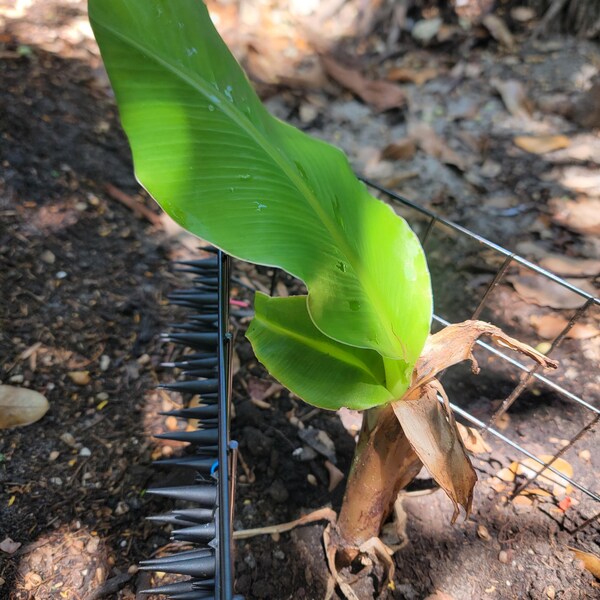 Pianta Di Tamarillo Pianta Di Banano Musa Acuminata Dwarf Cavendish - Altezza 35-45 Cm, Vaso In Ceramica Incluso Pianta Banano Da Interno Vaso Ceramica 35-45 Cm