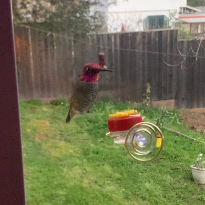 NEW Flower Single Hum-button™ With Lovely Window Spiral Holder Mini ...